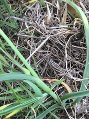 Tradescantia occidentalis