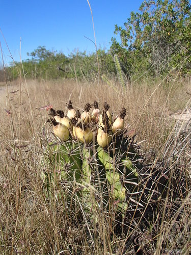 Ferocactus herrerae