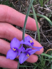 Tradescantia occidentalis