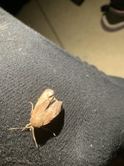 Spodoptera frugiperda