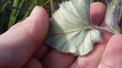 Pelargonium cordifolium