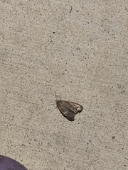 Spodoptera frugiperda