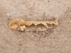 Ornativalva erubescens