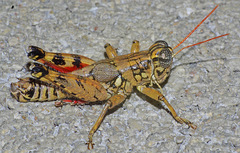 Agroecotettix modestus