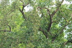 Lagerstroemia parviflora