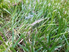 Tettigonia viridissima