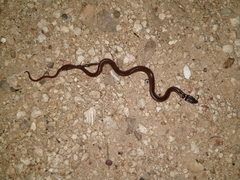 Coniophanes meridanus