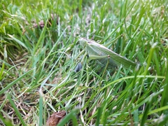 Tettigonia viridissima