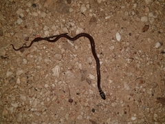 Coniophanes meridanus