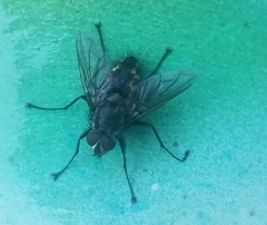 Tachinomyia