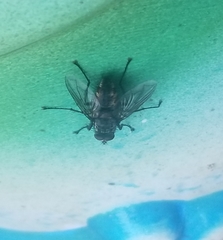 Tachinomyia