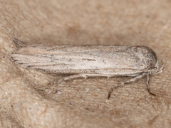 Holcocera gigantella