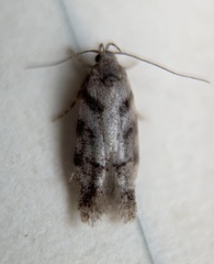 Pseudotelphusa