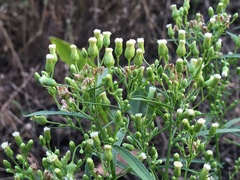 Erigeron canadensis