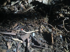 Ophiocordycipitaceae