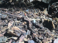 Ophiocordycipitaceae