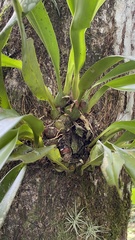 Maxillaria hedwigiae