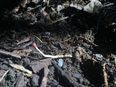 Ophiocordycipitaceae