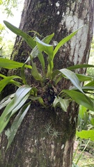 Maxillaria hedwigiae