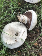Agaricus urinascens
