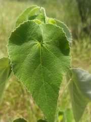 Allowissadula holosericea