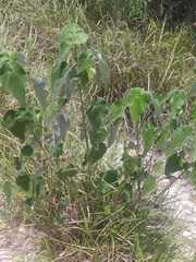 Allowissadula holosericea