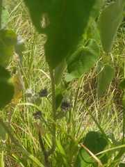 Allowissadula holosericea