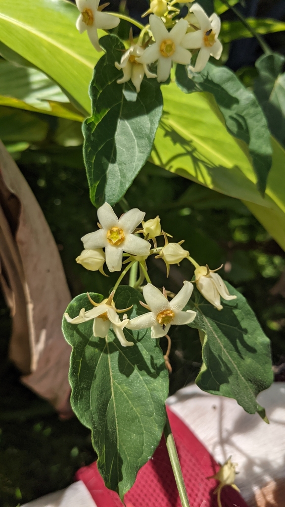 Gonolobus edulis