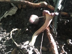 Cantharellus violaceovinosus