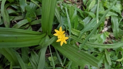 Hypoxis decumbens