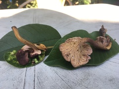Cantharellus violaceovinosus