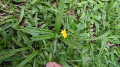 Hypoxis decumbens