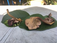 Cantharellus violaceovinosus