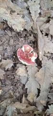 Russula amoena