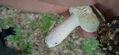 Russula amoena