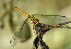 Sympetrum sanguineum