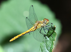 Sympetrum sanguineum