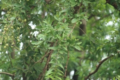 Lagerstroemia parviflora
