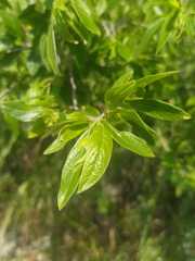 Neopringlea integrifolia