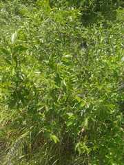 Neopringlea integrifolia