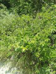 Neopringlea integrifolia