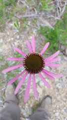 Echinacea simulata