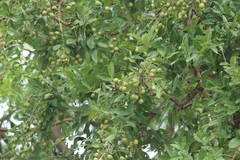 Lagerstroemia parviflora