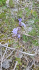 Lobelia gattingeri