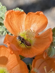 Macrotera latior