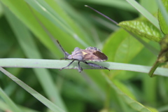 Piezogaster indecorus