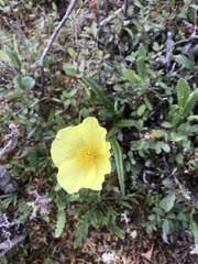Papaver radicatum