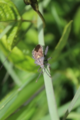 Piezogaster indecorus