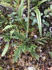 Papaver radicatum