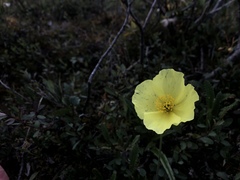 Papaver radicatum